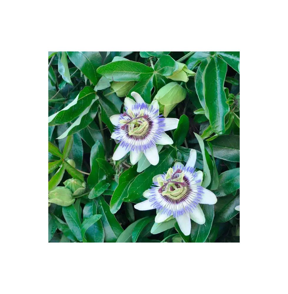 Pépinières Français PF_Passiflore75 Passiflore bleue - passiflora caerulea