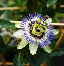 Pépinières Français PF_Passiflore75 Passiflore bleue - passiflora caerulea
