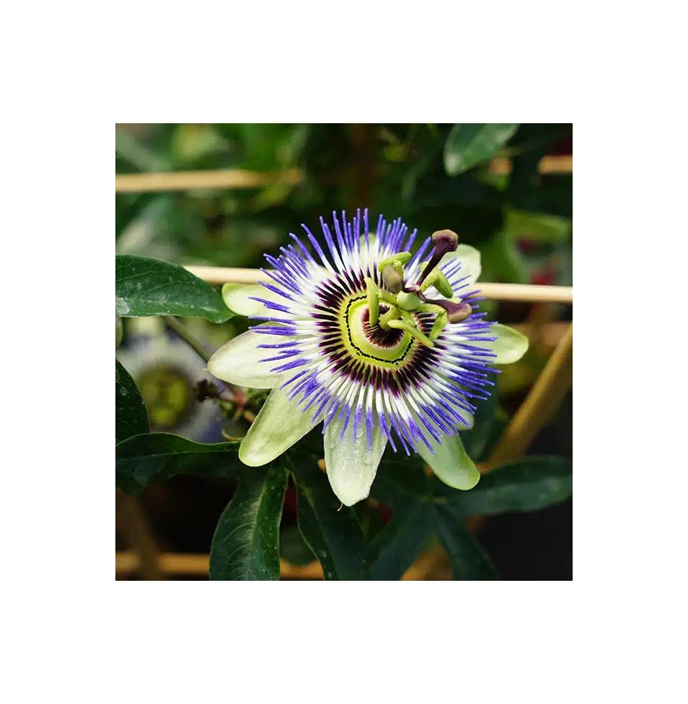Pépinières Français PF_Passiflore75 Passiflore bleue - passiflora caerulea