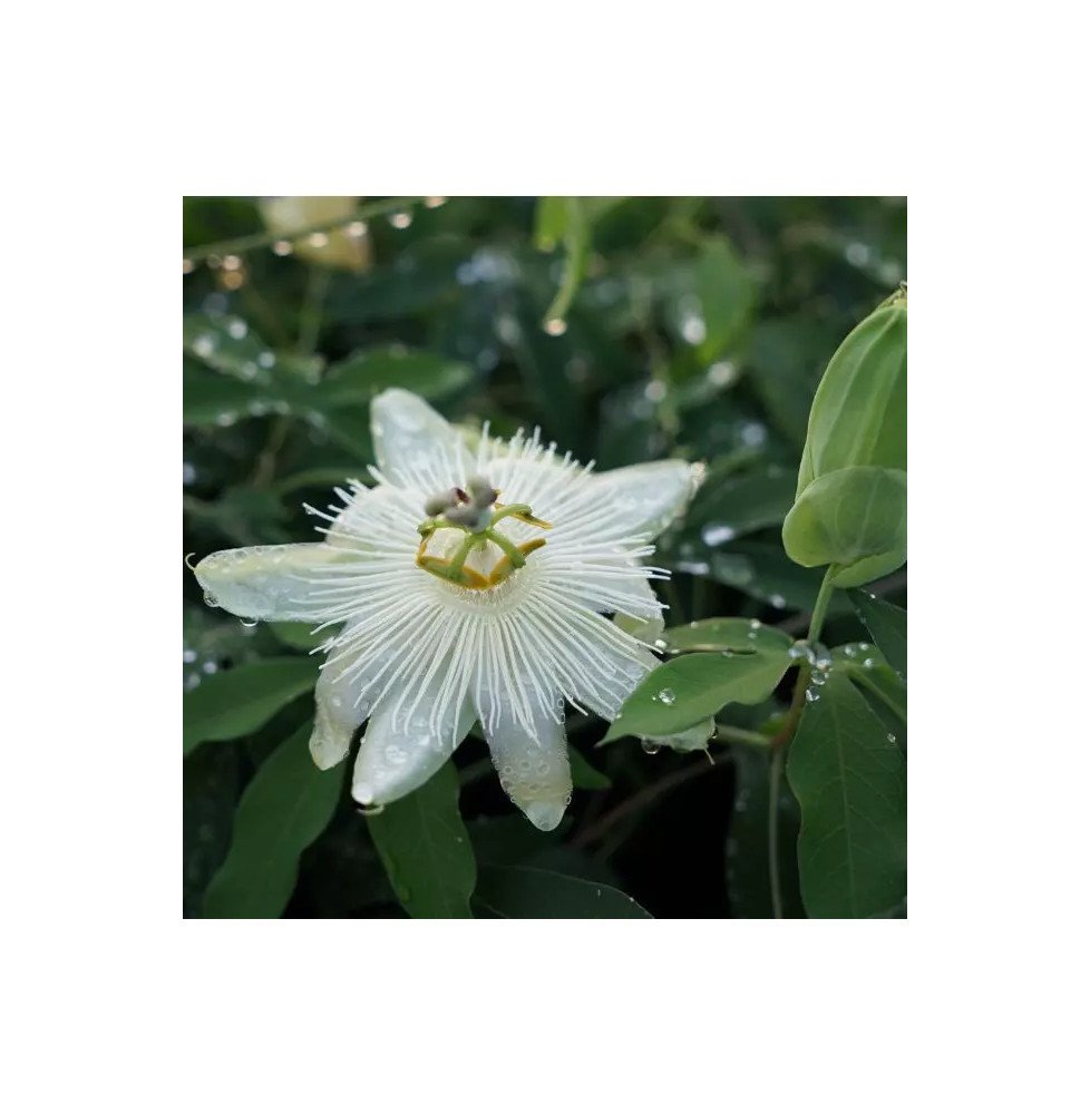 Pépinières Français PF_Passiflore63 Passiflore Riverside® 'Snow Queen' - passiflora