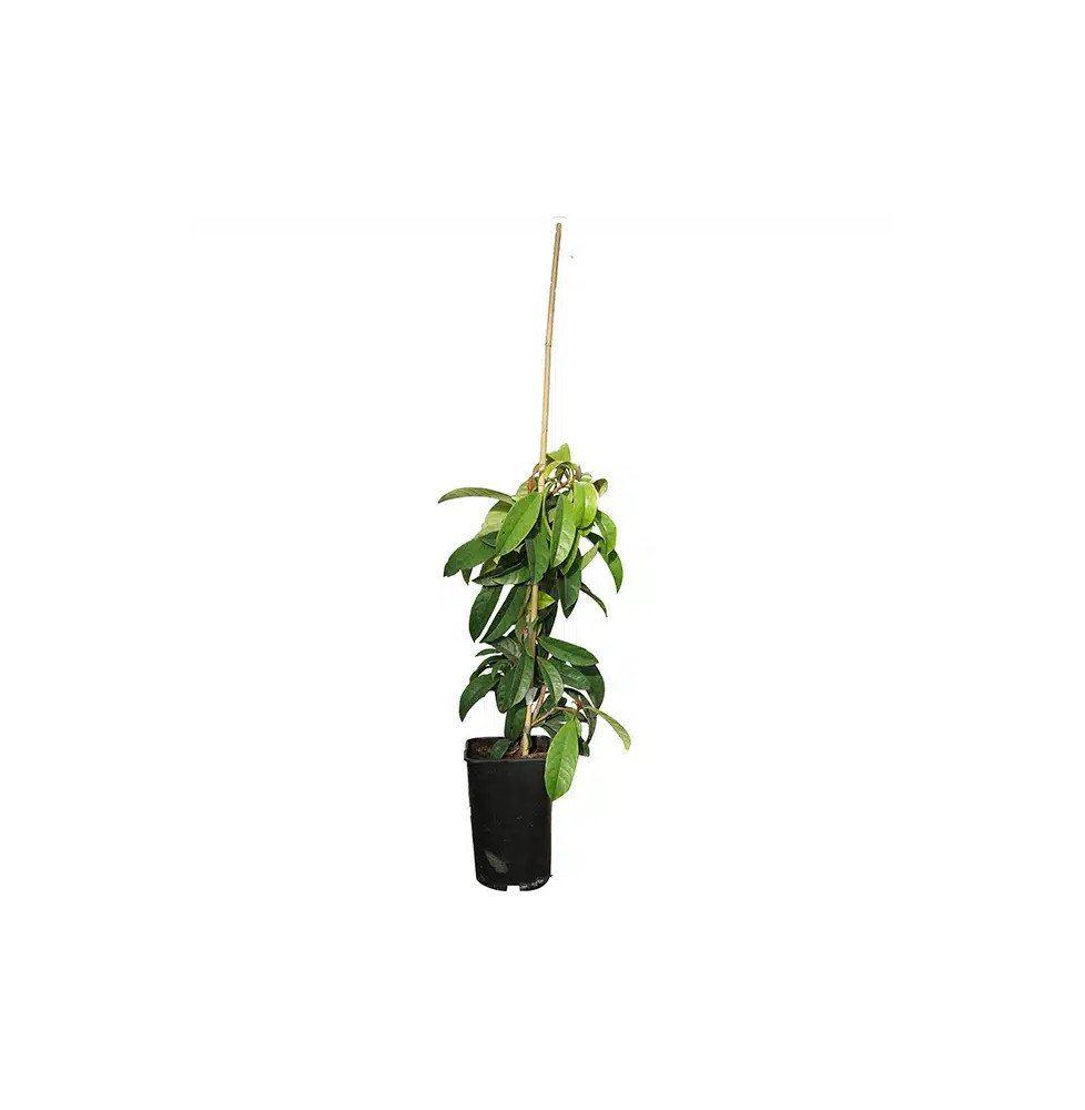 Pépinières Français PF_Pileostegi Pileostegia viburnoides - Fausse Viorne