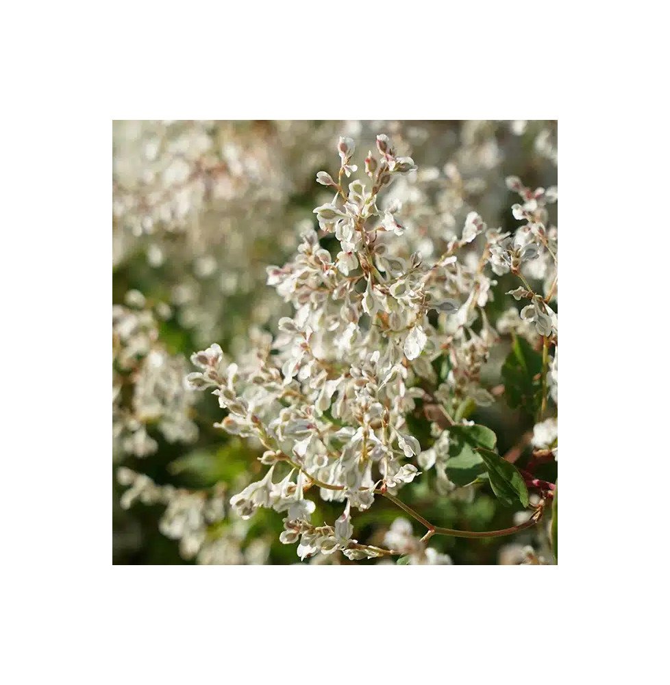 Pépinières Français PF_Renouée-d Renouée d'Aubert - polygonum aubertii