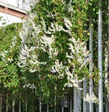 Pépinières Français PF_Renouée-d Renouée d'Aubert - polygonum aubertii