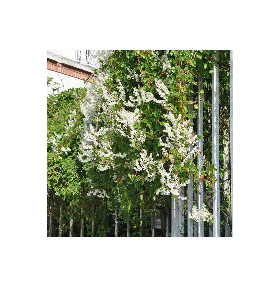 Pépinières Français PF_Renouée-d Renouée d'Aubert - polygonum aubertii