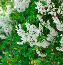 Pépinières Français PF_Renouée-d Renouée d'Aubert - polygonum aubertii