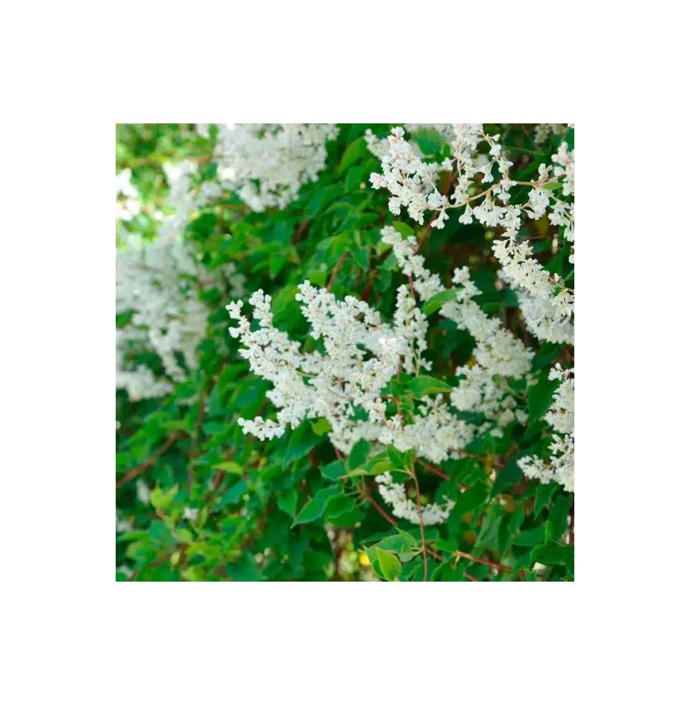 Pépinières Français PF_Renouée-d Renouée d'Aubert - polygonum aubertii
