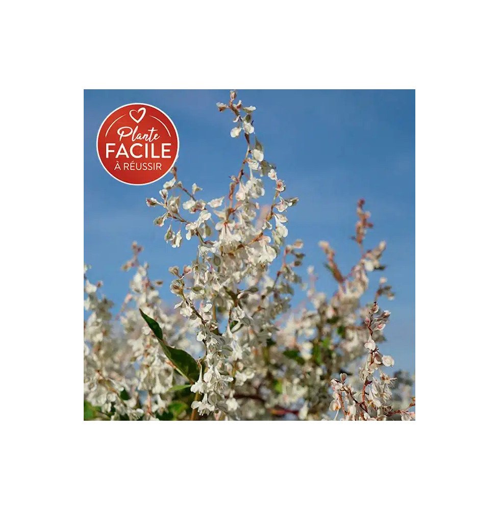 Pépinières Français PF_Renouée-d Renouée d'Aubert - polygonum aubertii