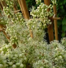 Pépinières Français PF_Renouée-d Renouée d'Aubert - polygonum aubertii
