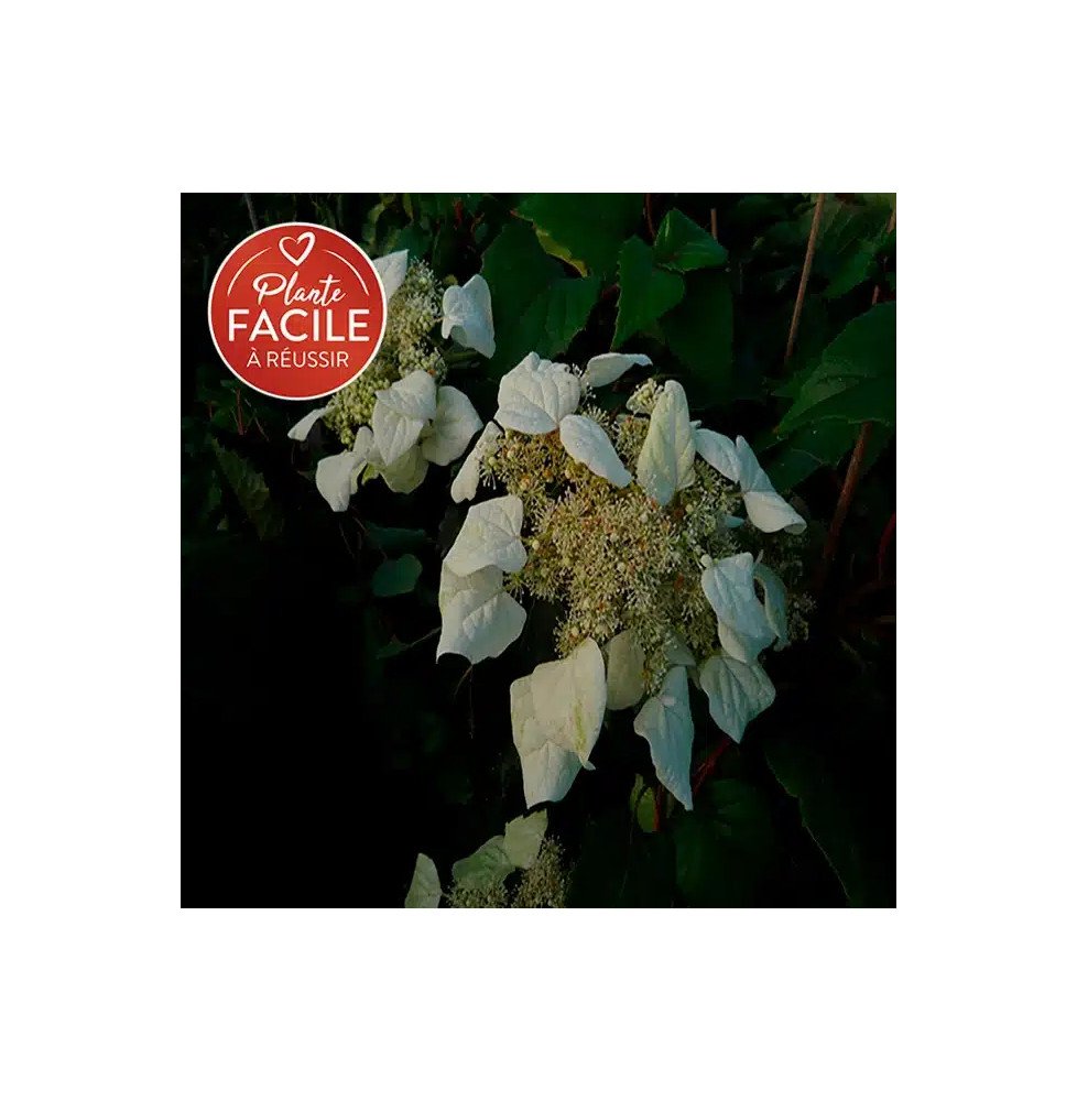 Pépinières Français PF_Schizophra0 Schizophragma hydrangeoides - faux hortensia grimpant