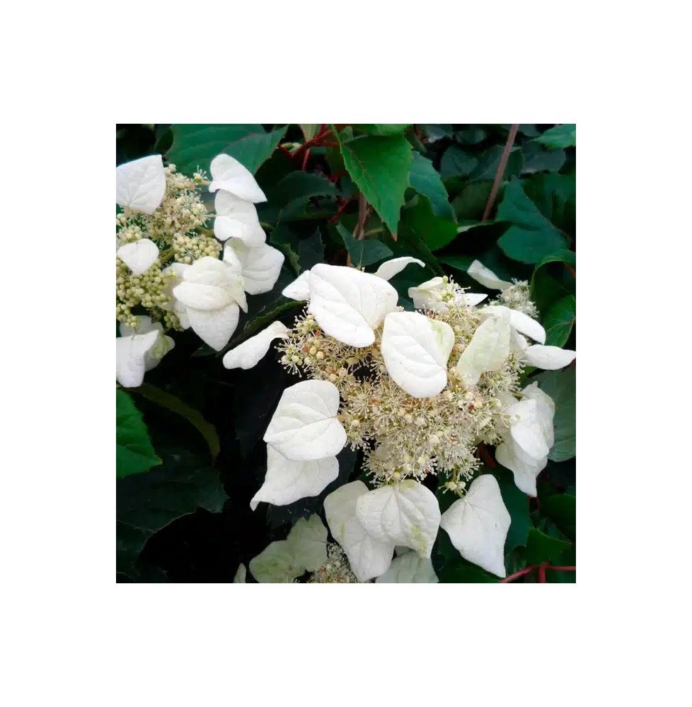 Pépinières Français PF_Schizophra0 Schizophragma hydrangeoides - faux hortensia grimpant