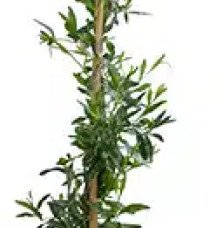 Pépinières Français PF_Sollya-het Sollya heterophylla - Billardiera heterophylla