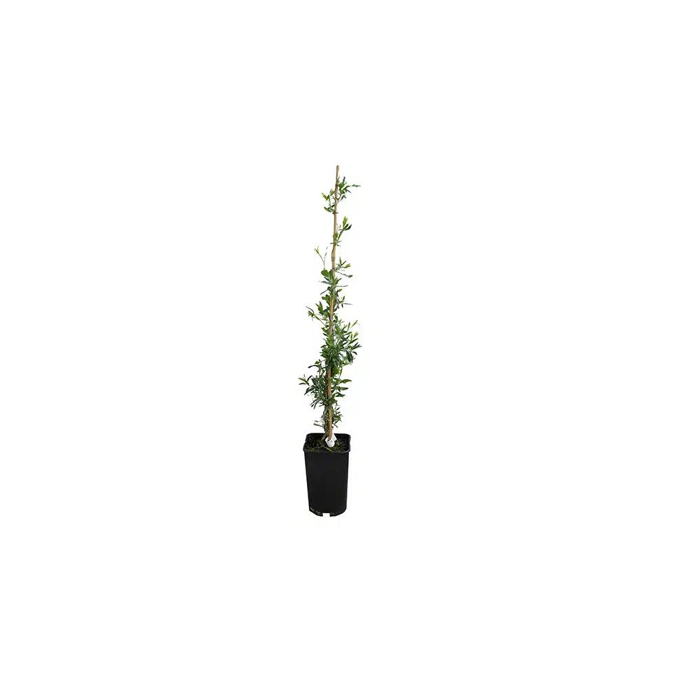 Pépinières Français PF_Sollya-het Sollya heterophylla - Billardiera heterophylla