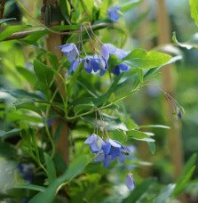 Pépinières Français PF_Sollya-het Sollya heterophylla - Billardiera heterophylla