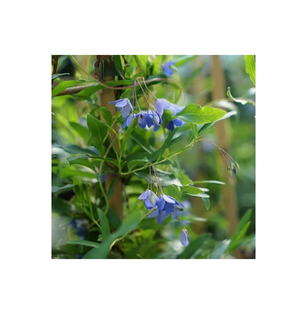 Pépinières Français PF_Sollya-het Sollya heterophylla - Billardiera heterophylla