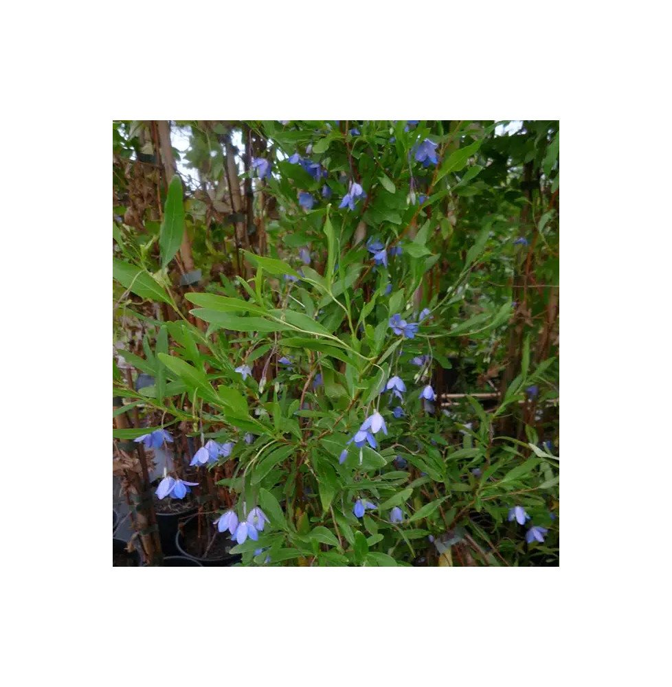 Pépinières Français PF_Sollya-het Sollya heterophylla - Billardiera heterophylla