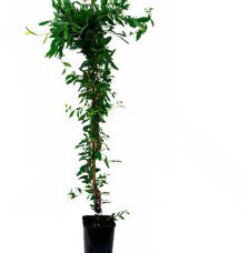 Pépinières Français PF_Sollya-het Sollya heterophylla - Billardiera heterophylla