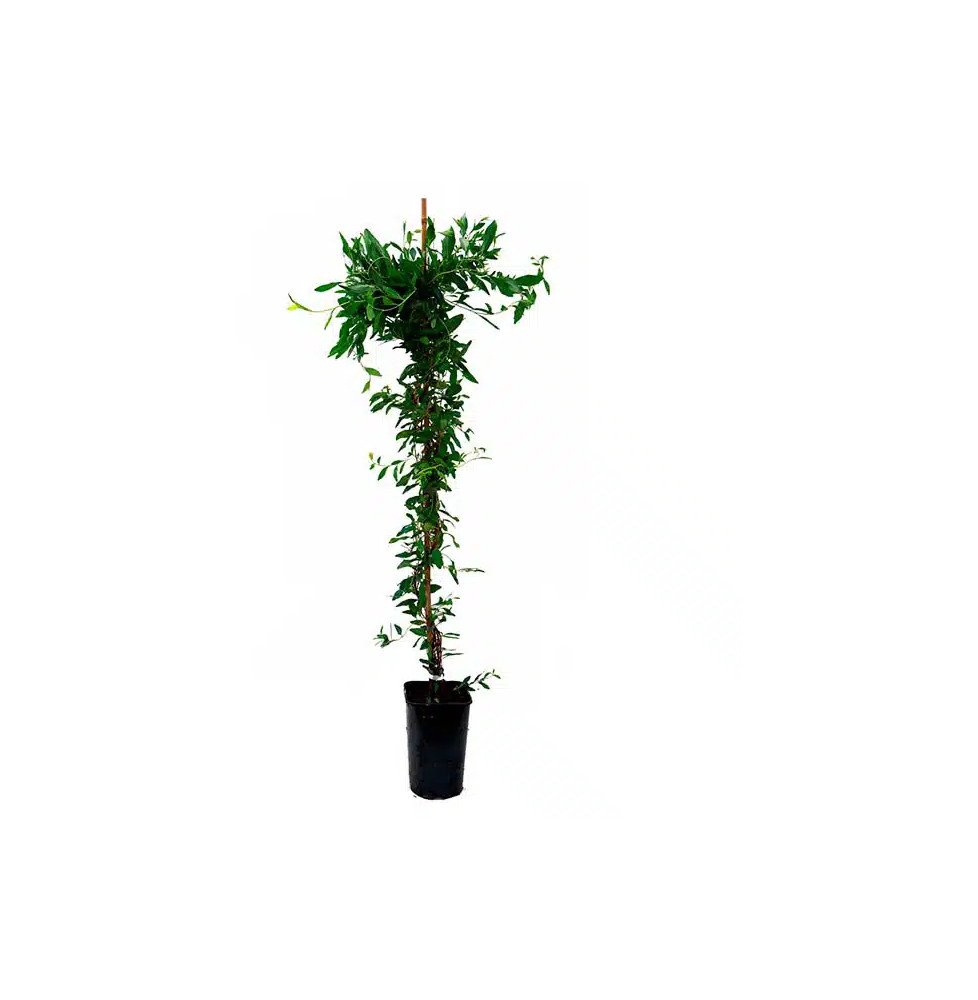 Pépinières Français PF_Sollya-het Sollya heterophylla - Billardiera heterophylla