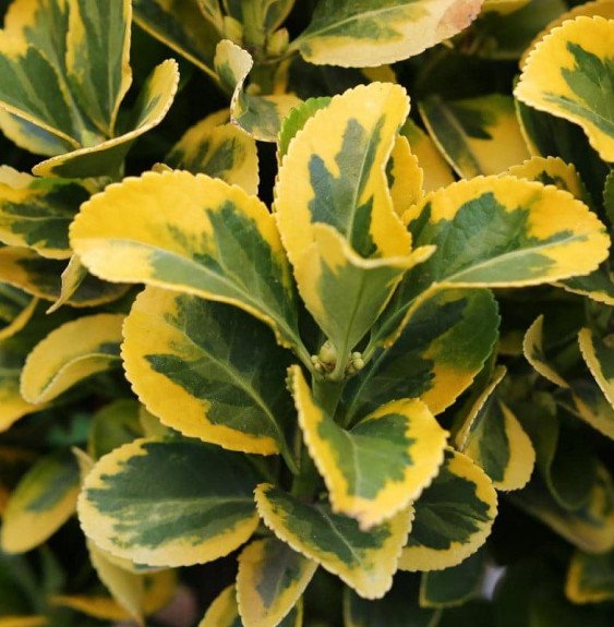 Pépinières Français PF_EUONYMUS-j0 EUONYMUS japonicus ‘Aureomarginatus’ / Fusain du Japon 'Aureomarginatus'