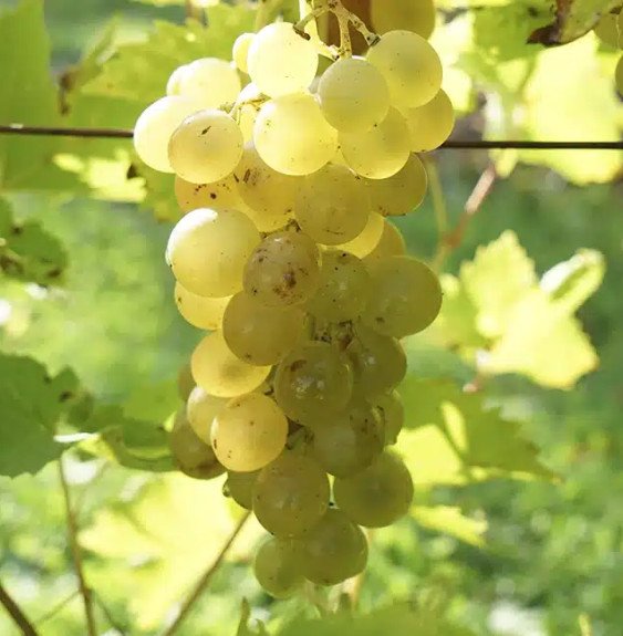 Pépinières Français PF_Vigne-Ampe8 Vigne 'Ampelia® Candin' - vitis vinifera