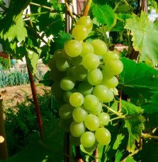 Pépinières Français PF_Vigne-Ampe9 Vigne 'Ampelia® Perdin' - vitis vinifera