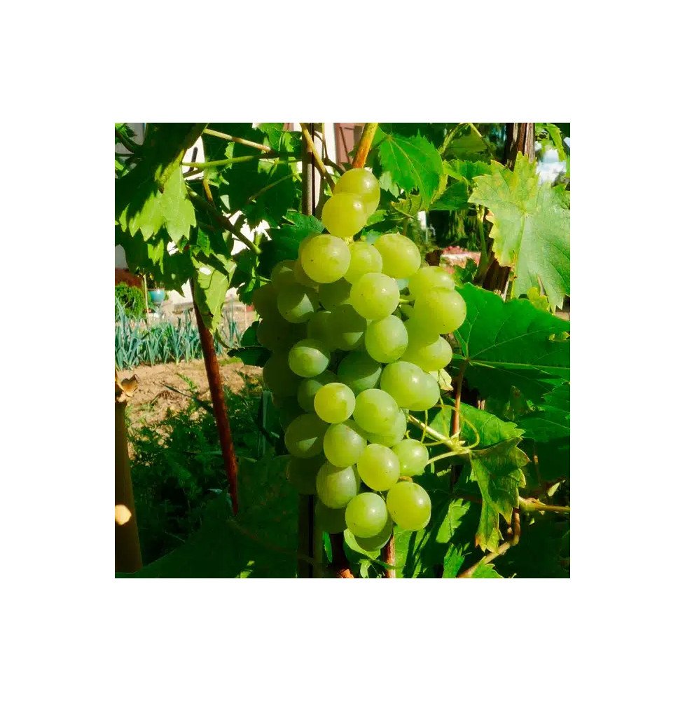 Pépinières Français PF_Vigne-Ampe9 Vigne 'Ampelia® Perdin' - vitis vinifera