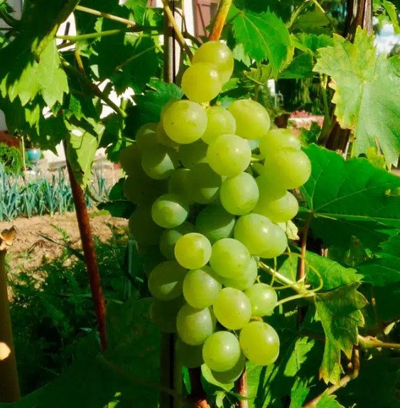 Pépinières Français PF_Vigne-Ampe9 Vigne 'Ampelia® Perdin' - vitis vinifera