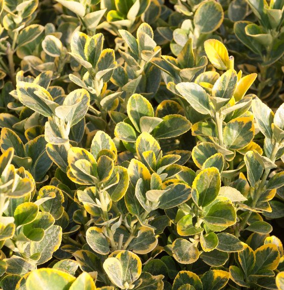 Pépinières Français PF_EUONYMUS-j0 EUONYMUS japonicus ‘Aureomarginatus’ / Fusain du Japon 'Aureomarginatus'