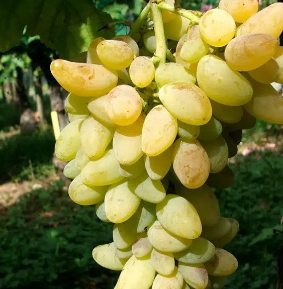 Pépinières Français PF_Vigne-Corn Vigne 'Cornichon Blanc' - vitis vinifera