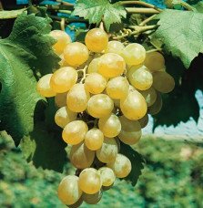 Pépinières Français PF_Vigne-Datt Vigne 'Dattier de Beyrouth' - vitis vinifera