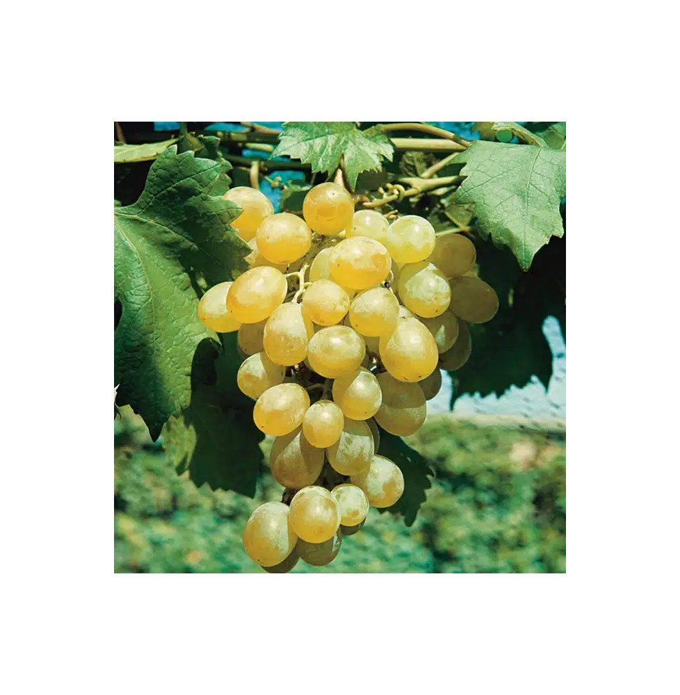 Pépinières Français PF_Vigne-Datt Vigne 'Dattier de Beyrouth' - vitis vinifera