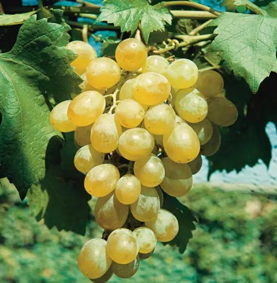 Pépinières Français PF_Vigne-Datt Vigne 'Dattier de Beyrouth' - vitis vinifera