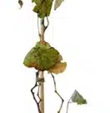 Pépinières Français PF_Vigne-Isab Vigne 'Isabelle' - vitis vinifera
