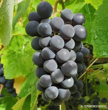 Pépinières Français PF_Vigne-Isab Vigne 'Isabelle' - vitis vinifera