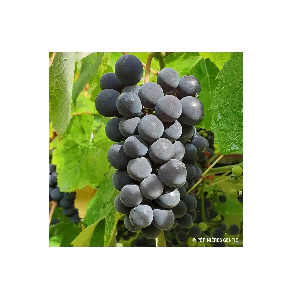 Pépinières Français PF_Vigne-Isab Vigne 'Isabelle' - vitis vinifera