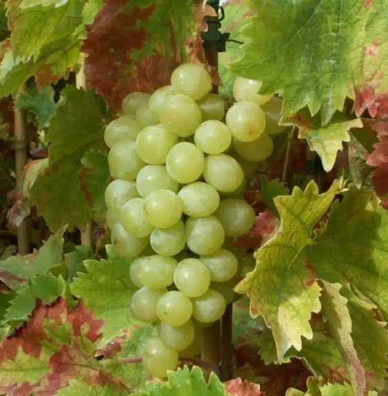 Pépinières Français PF_Vigne-Ital Vigne 'Italia' - vitis vinifera