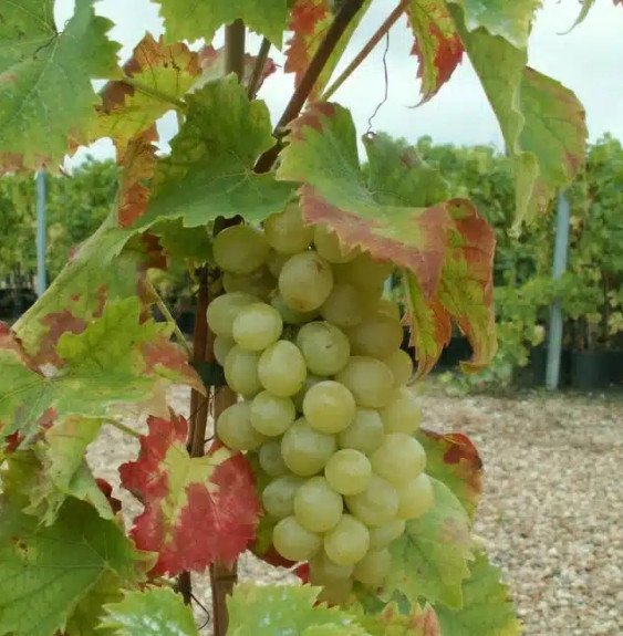Pépinières Français PF_Vigne-Ital Vigne 'Italia' - vitis vinifera