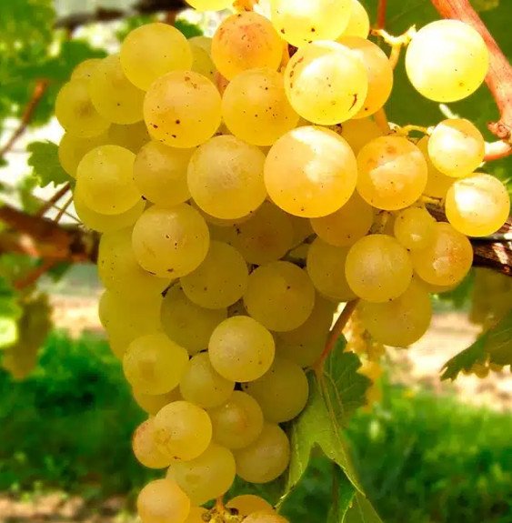 Pépinières Français PF_Vigne-Made9 Vigne 'Madeleine Royale' - vitis vinifera