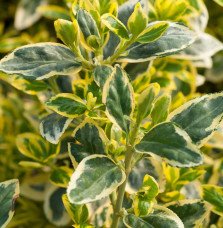 Pépinières Français PF_EUONYMUS-j8 EUONYMUS japonicus ‘Bravo’ / Fusain du Japon 'Bravo'