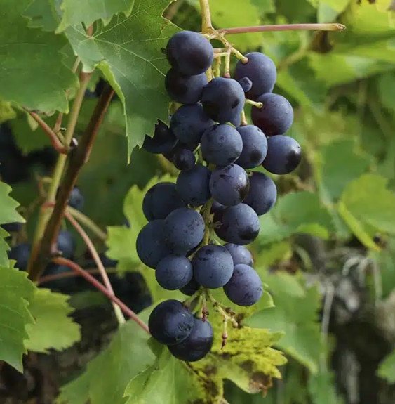 Pépinières Français PF_Vigne-Musc Vigne 'Muscat Bleu' - vitis vinifera