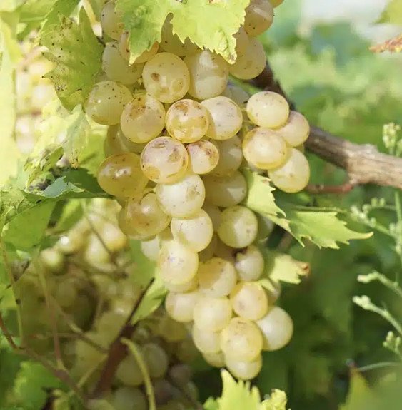 Pépinières Français PF_Vigne-Perl Vigne 'Perle de Csaba' - vitis vinifera