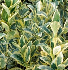 Pépinières Français PF_EUONYMUS-j8 EUONYMUS japonicus ‘Bravo’ / Fusain du Japon 'Bravo'
