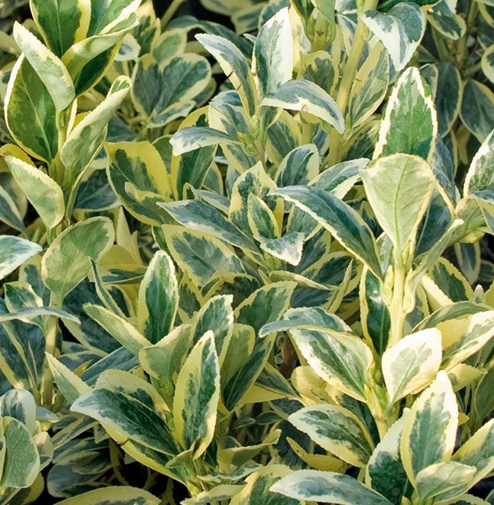 Pépinières Français PF_EUONYMUS-j8 EUONYMUS japonicus ‘Bravo’ / Fusain du Japon 'Bravo'
