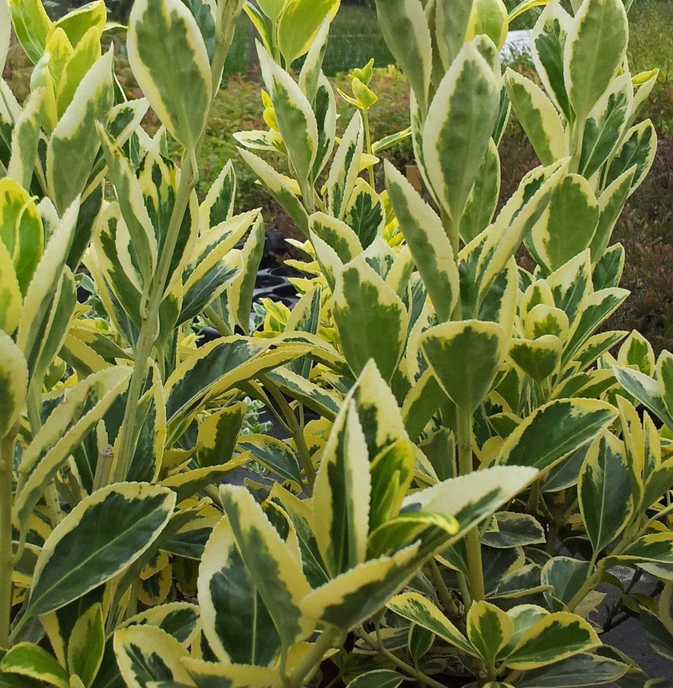 Pépinières Français PF_EUONYMUS-j8 EUONYMUS japonicus ‘Bravo’ / Fusain du Japon 'Bravo'