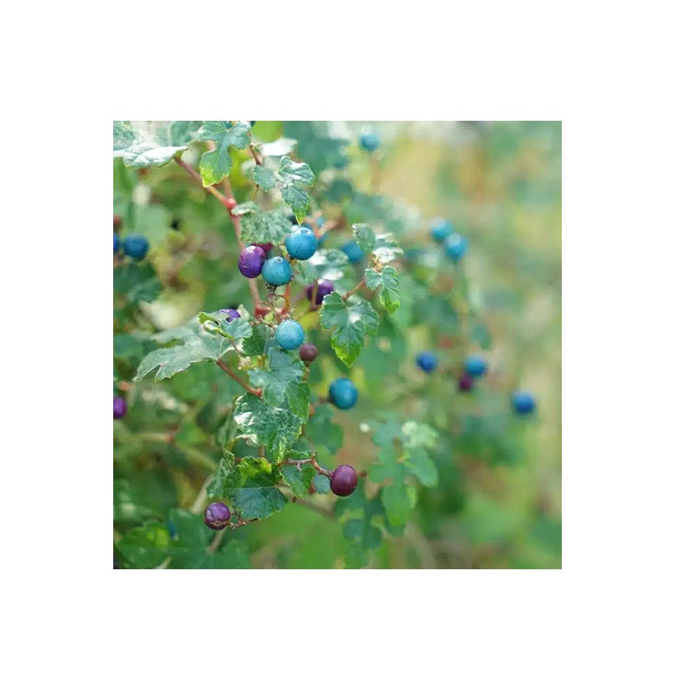 Pépinières Français PF_Vigne-vier6 Vigne vierge 'Elegans' - ampelopsis