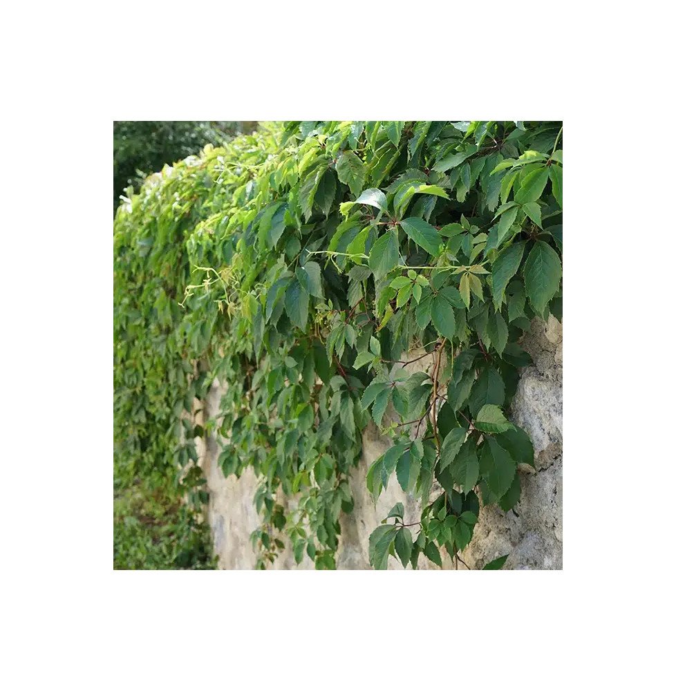 Pépinières Français PF_Vigne-vier3 Vigne vierge de Henry - parthenocissus henryana