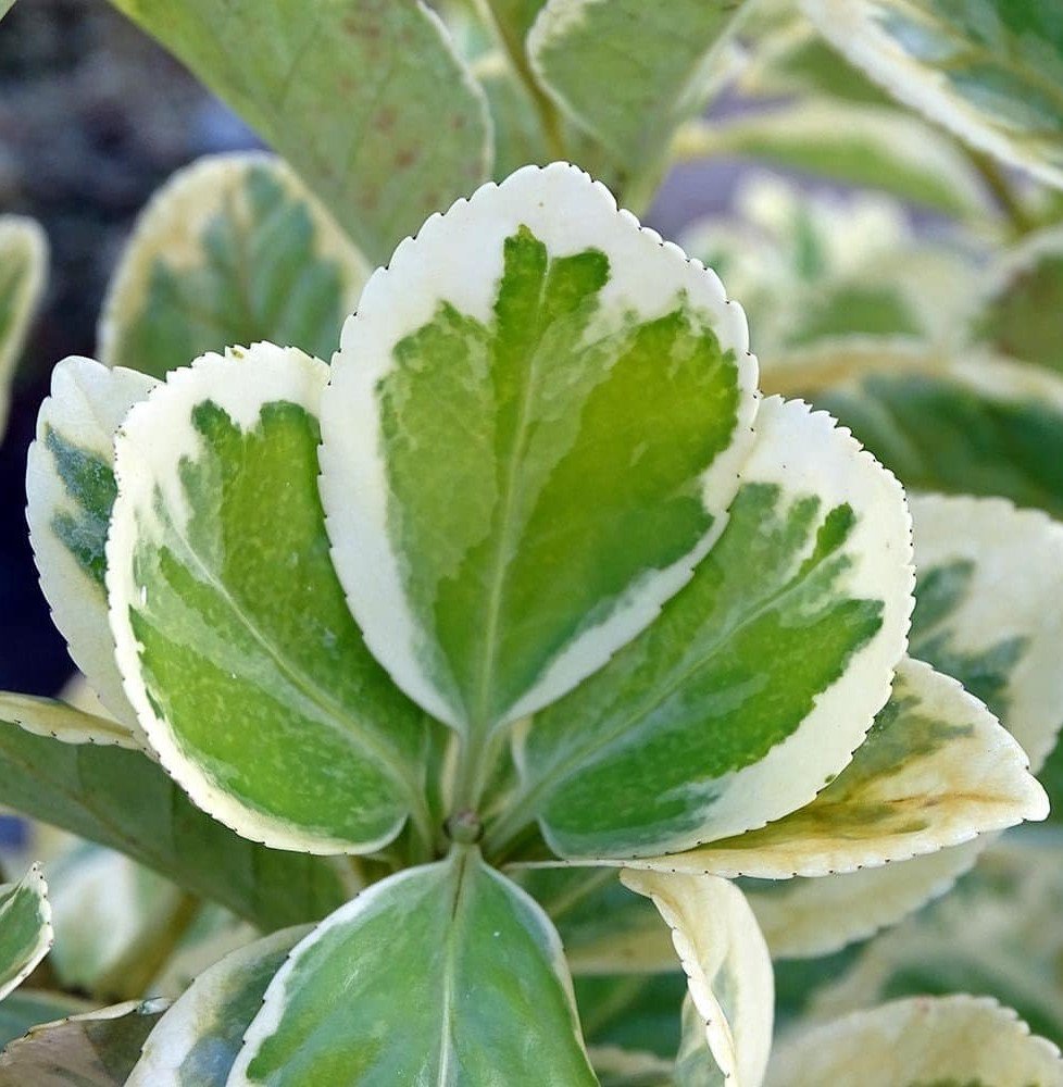 Pépinières Français PF_EUONYMUS-j1 EUONYMUS japonicus ‘Président Gauthier’ / Fusain du Japon 'President Gauthier'