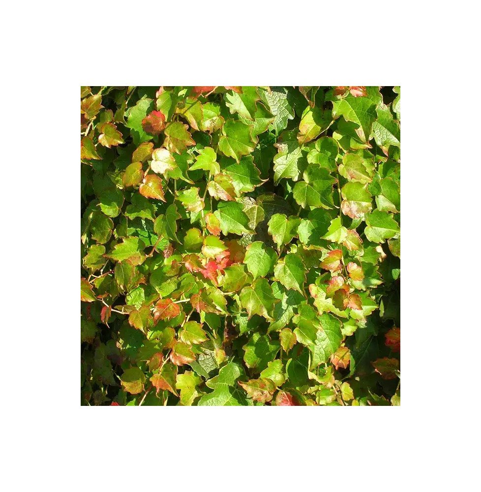 Pépinières Français PF_Vigne-vier59 Vigne vierge japonaise 'Minutifolia' - parthenocissus