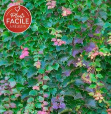 Pépinières Français PF_Vigne-vier22 Vigne vierge japonaise 'Veitchii Robusta' - parthenocissus