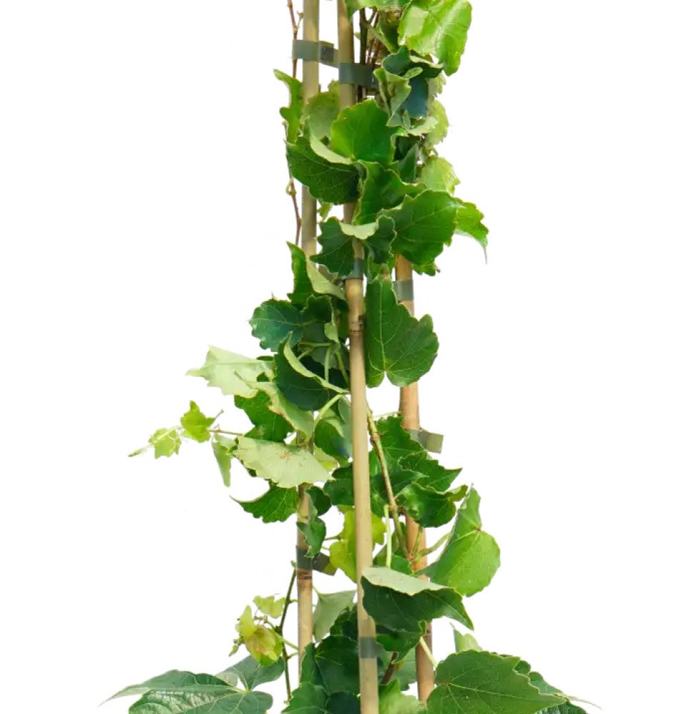 Pépinières Français PF_Vigne-vier22 Vigne vierge japonaise 'Veitchii Robusta' - parthenocissus