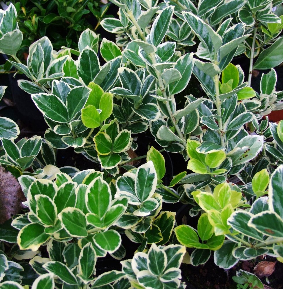 Pépinières Français PF_EUONYMUS-j1 EUONYMUS japonicus ‘Président Gauthier’ / Fusain du Japon 'President Gauthier'